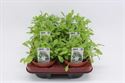 Afbeelding van Rucola